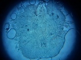 Incrucipulum ciliare image