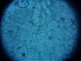 Incrucipulum ciliare image