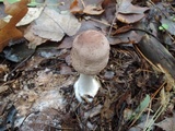 Chlorophyllum olivieri image