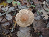 Chlorophyllum olivieri image