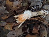 Chlorophyllum olivieri image