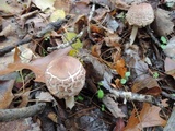 Chlorophyllum olivieri image