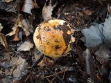 Tricholoma ferrugineum image