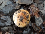 Tricholoma ferrugineum image
