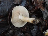 Tricholoma ferrugineum image