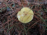 Suillus americanus image