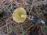 Suillus americanus image