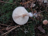 Clitocybe diatreta image