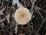 Clitocybe diatreta image