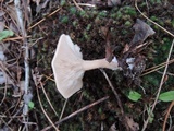 Clitocybe diatreta image