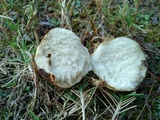 Rhizopogon nigrescens image