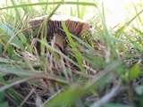 Stropharia coronilla image