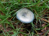 Stropharia caerulea image