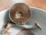 Stropharia caerulea image