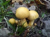 Gymnopilus luteus image
