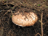 Agaricus fuscofibrillosus image