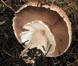 Agaricus fuscofibrillosus image