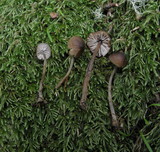 Mycena abramsii image