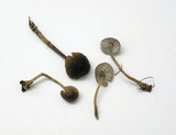 Mycena abramsii image