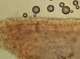 Mycena abramsii image