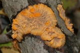 Phlebia radiata image