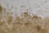 Psathyrella longistriata image