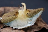 Suillus hirtellus image