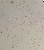 Psathyrella longistriata image