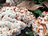Abortiporus biennis image