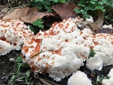 Abortiporus biennis image