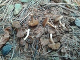 Inocybe calospora image