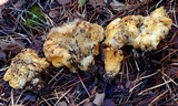Cantharellus roseocanus image