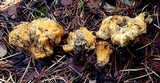 Cantharellus roseocanus image