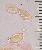 Cantharellus roseocanus image