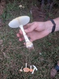 Amanita persicina image