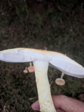 Amanita persicina image