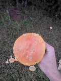 Amanita persicina image