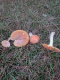 Amanita persicina image