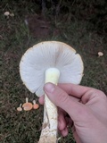 Amanita persicina image
