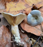 Lactarius paradoxus image