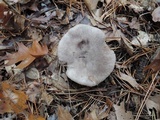 Tricholoma terreum image