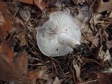 Tricholoma terreum image