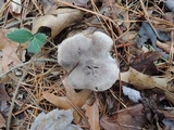 Tricholoma terreum image