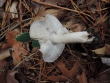 Tricholoma terreum image