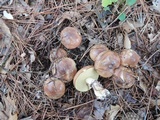Suillus luteus image