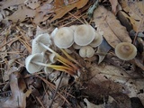 Mycena inclinata image