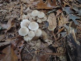 Mycena inclinata image