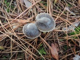 Mycena griseoviridis image