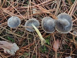 Mycena griseoviridis image