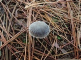Mycena griseoviridis image